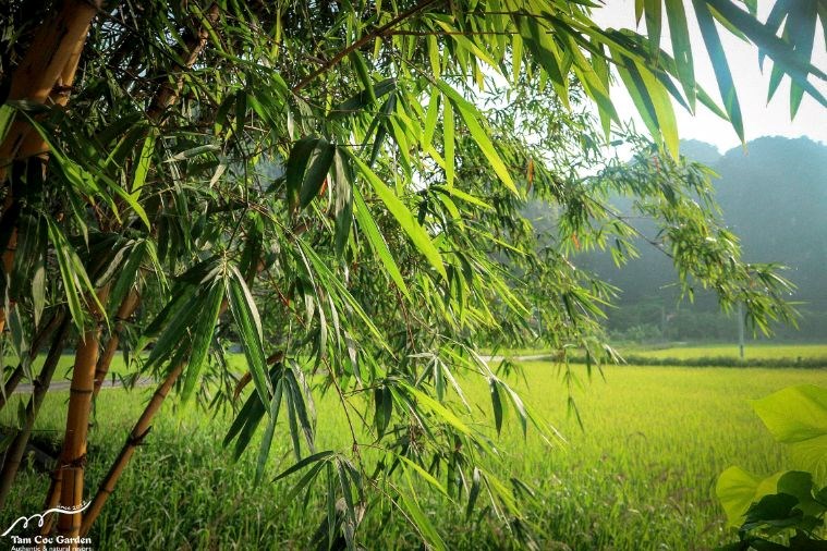 Tam Cốc Garden Resort